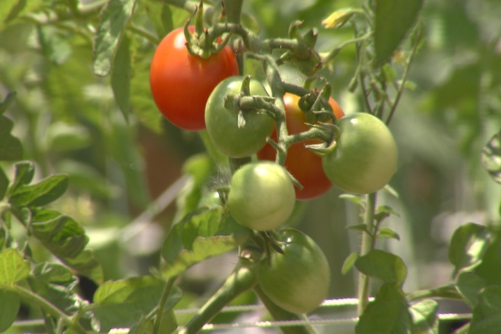 Pruning tomato suckers can mean more fruit